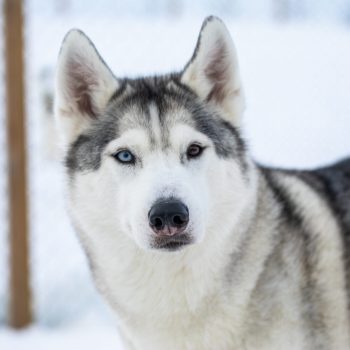 Blíða